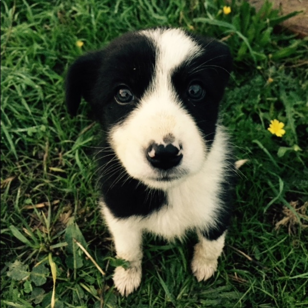 Meet your Posher, Analise